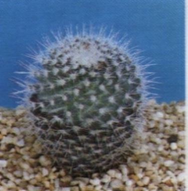 Mammillaria 