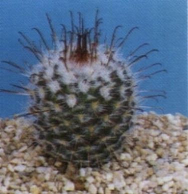 Mammillaria 