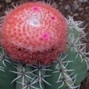 melocactus