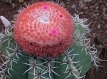 melocactus