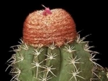 melocactus