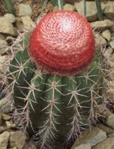 melocactus