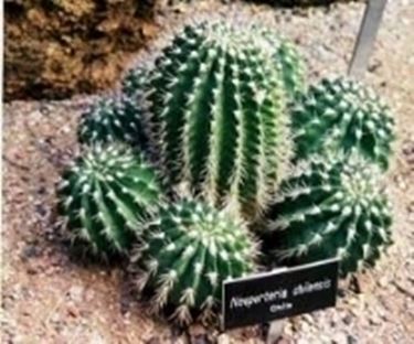 Neoporteria