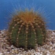 Notocactus magnificu