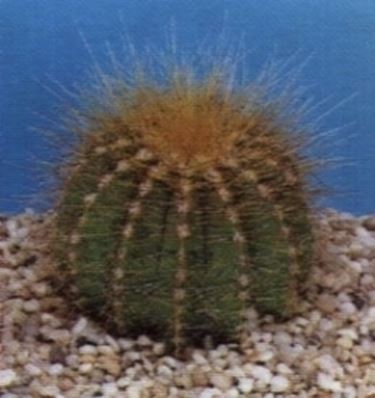 Notocactus magnificu
