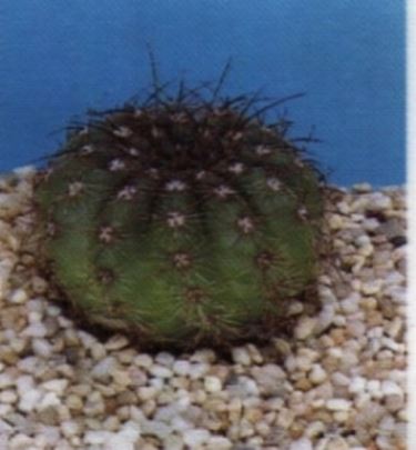 Notocactus haselbergii