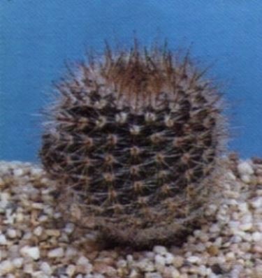 Notocactus leninghausii