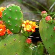 opuntia ficus indica