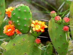 Opuntia 