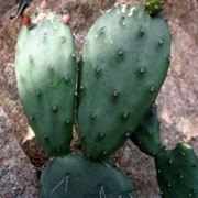 opuntia