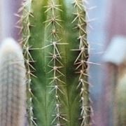 Pachycereus