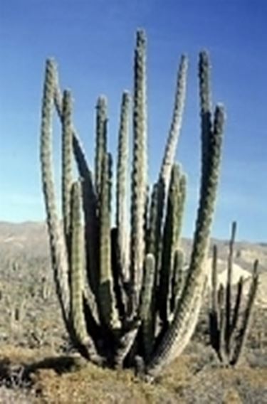 Pachycereus