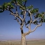 Pachypodium 