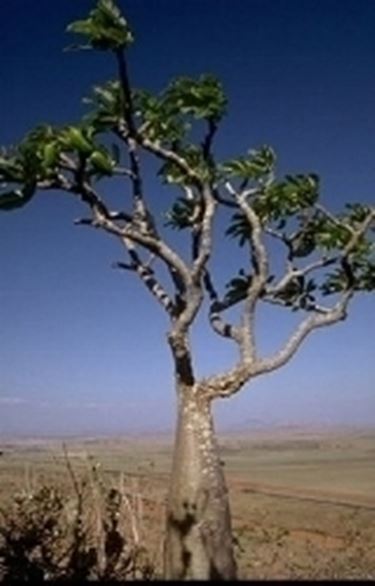 Pachypodium 