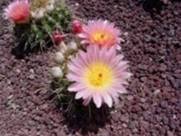 Parodia