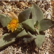 Pleiospilos bolusii 