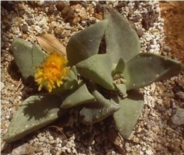 Pleiospilos bolusii 