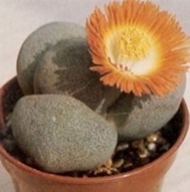 Pleiospilos bolusii 