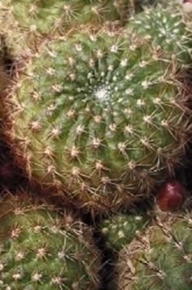 Rebutia albiflora