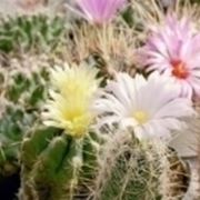 Thelocactus