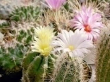 Thelocactus