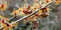 Hamamelis