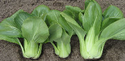 Pak choi