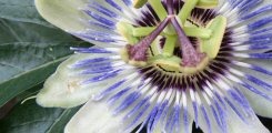 La Passiflora