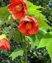 Abutilon