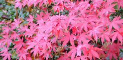 Acer palmatum