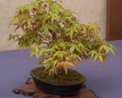 Acero bonsai