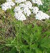 Achillea