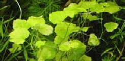 Graminacee ornamentali