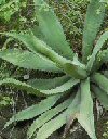 Agave