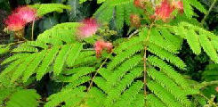 Albizia