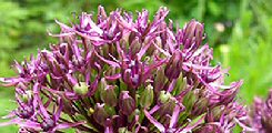 Allium