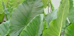 Alocasia