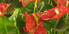 Anthurium