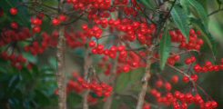 Ardisia