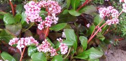 Bergenia