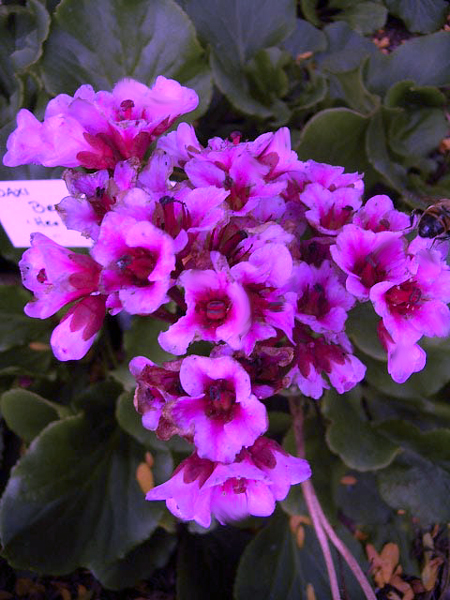 Bergenia