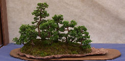 Boschetti di bonsai