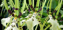 Brassia