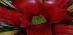 Bromeliacee