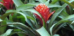 bromeliacee