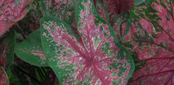 Caladium