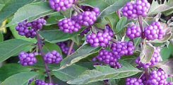 Callicarpa