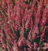 Calluna