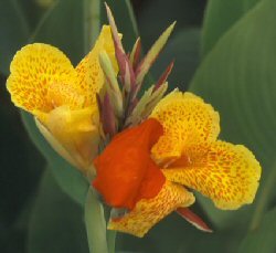 canna indica