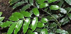 Castanospermum